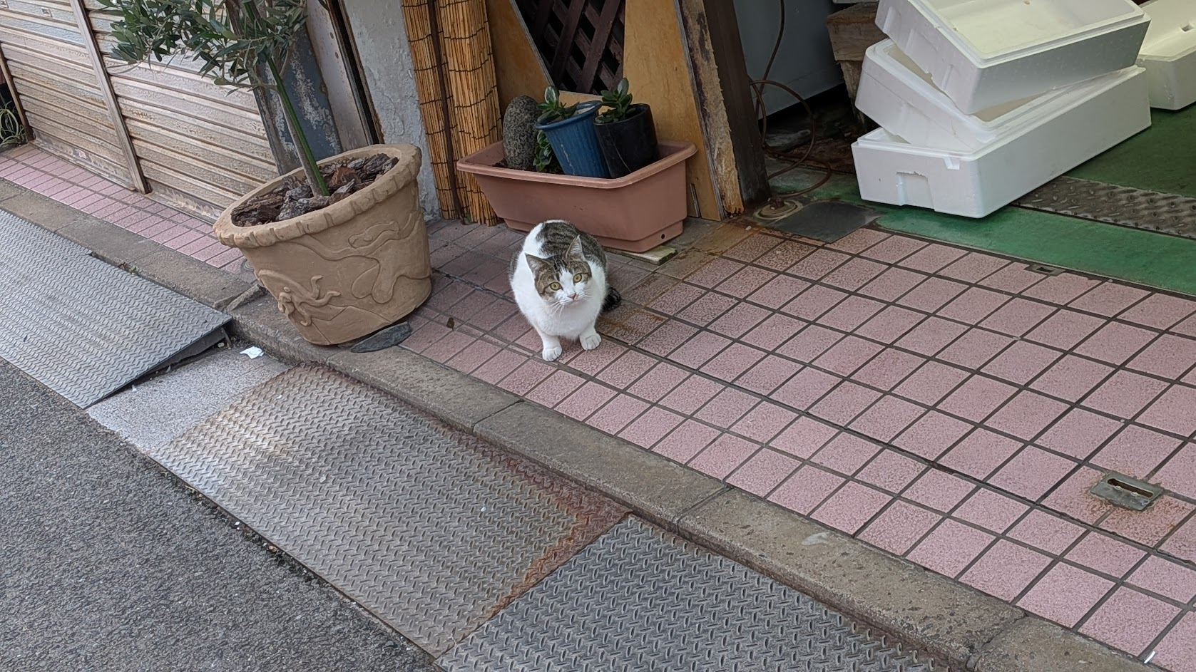 魚屋にいた猫。こちらを見て威嚇している。